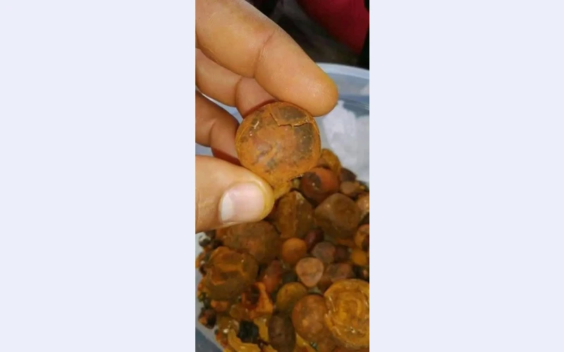 Buy cow /Ox Gallstone Available On Stock Now @ (WhatsApp: +237673528224)